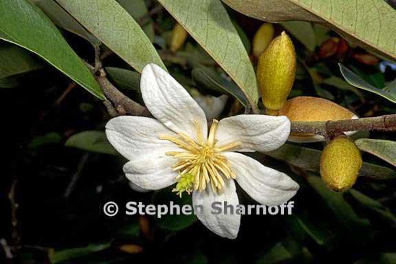magnolia laevifolia 3 graphic